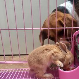 天津寵物家庭式寄養 不關籠子，優質食品用品全保障