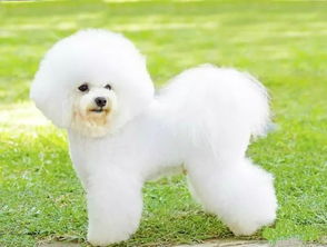 寵物食品 撬動千億寵物經濟的黃金賽道